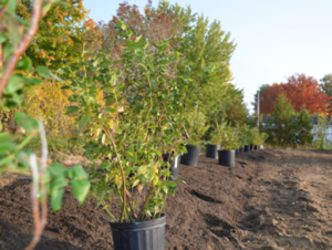 Lire la suite à propos de l’article Plantation d&rsquo;arbres fruitiers